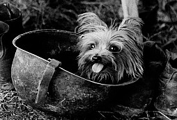 Smoky: Slavná druhoválečná psí veteránka a první terapeutický pes