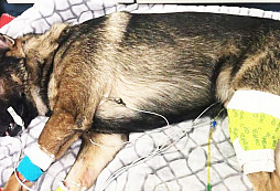 Služební pes Arlo byl postřelen během policejního zásahu. Nyní se zotavuje po dvou operacích