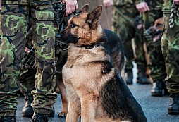 Čeští psí hrdinové ve službách AČR