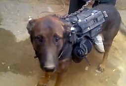 Taliban unesl spojeneckého psa