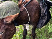 Místo tanků čtyři kopyta. Ruský vojenský plán, který nevydržel kontakt s realitou