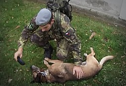 Péče AČR o vysloužilé psí vojáky