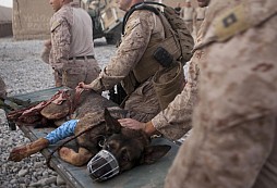 Drak - psí hrdina US Marines s purpurovým srdcem