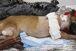 Armádní pes schytal 4 střelné rány, aby zachránil svého psovoda