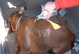 Záchrana psa z přehřátého vozidla