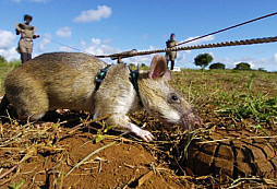 Při likvidaci minových polí pomáhají i speciálně vycvičené krysy