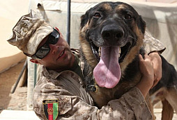 Drak - psí hrdina US Marines oceněný purpurovým srdcem