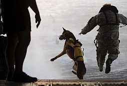 Cairo - první pes sloužící u elitních jednotek US Navy SEALs