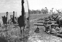 Emu War - Neuvěřitelný příběh o tom, jak australští vojáci nedokázali porazit "armádu" emu hnědých