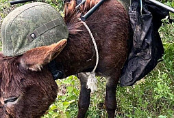 Místo tanků čtyři kopyta. Ruský vojenský plán, který nevydržel kontakt s realitou