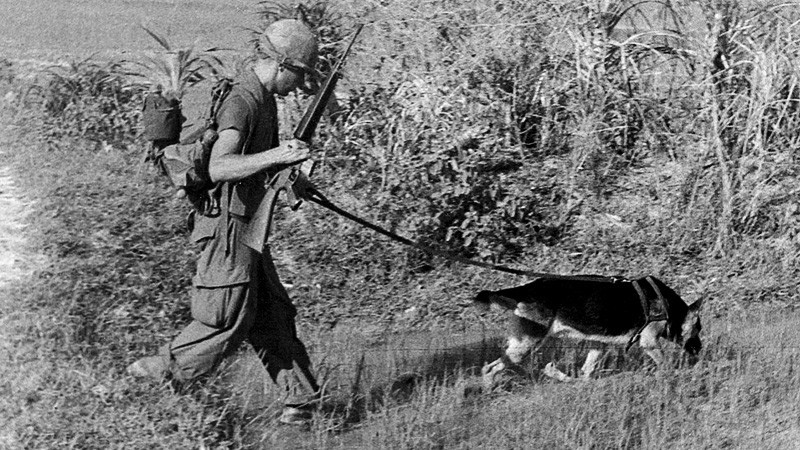 5.000 amerikanische Kriegshunde dienten in Vietnam.  Sie retteten Tausende von Menschenleben, kehrten aber nicht nach Hause zurück